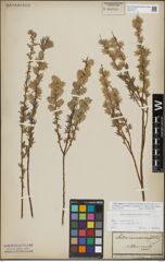 Foto von Salix repens L.